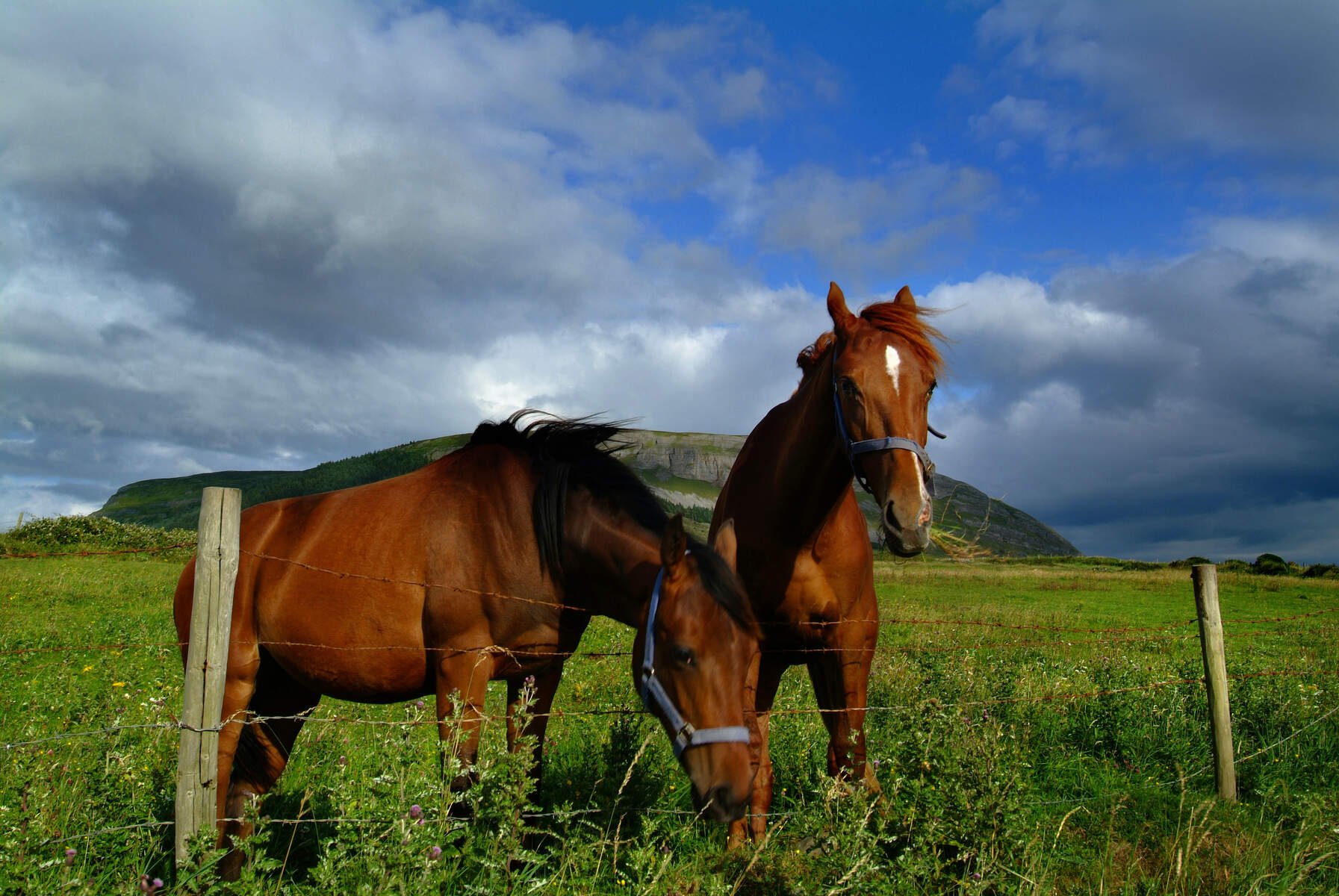 Knocknarea Mountain and Horses_Web Size